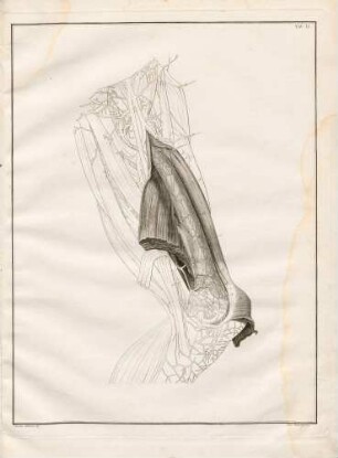 Topographie des Musculus quadriceps femoris (angeschnitten)