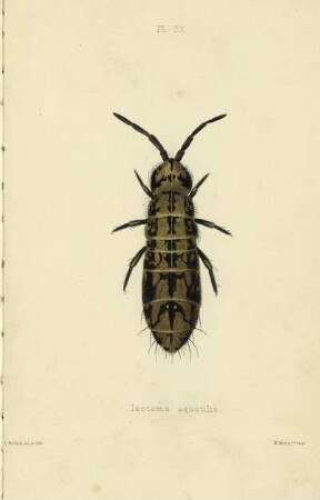 Plate XXXVII. Isotoma aquatilis.