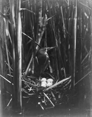 Zwergdommel : Zwergdommel (Ixobrychus minutus Linnaeus) am Gelege.