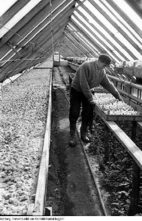 Dresden, Kaditz. Gärtnerische Produktionsgenossenschaft (GPG) Gartenbau Kaditz, Arbeit in den Gewächshäusern, 1959