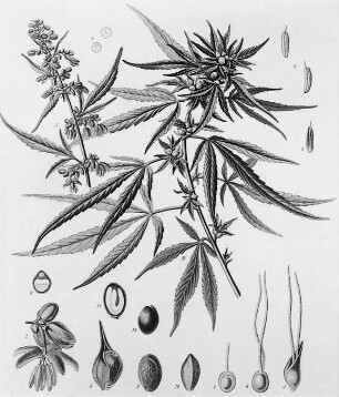 Hanf (Cannabis sativa), farbig : Geographie | Wirtschaftsgeographie | Gerb-, Flecht- und Papierstoffe liefernde Pflanzen | Gerbstoffe, Flechtstoffe und Fasern, Papierstoffe liefernde Pflanzen