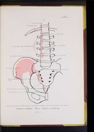 Vertebrae lumbares. Pelvis.