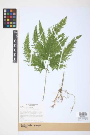 Selaginella anceps (C.Presl) C.Presl