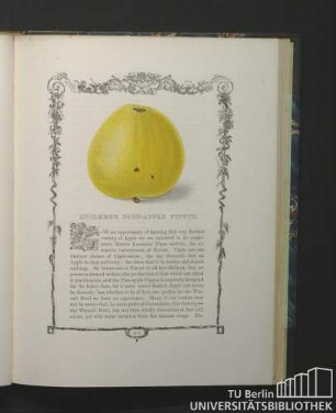 Lucombe's Pine-Apple Pippin.