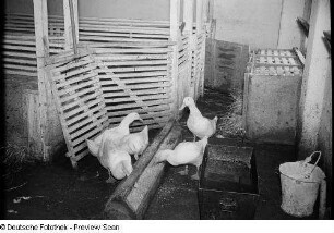 Enten im Stall
