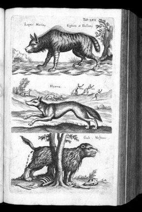 Tab. LVII.