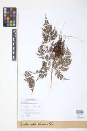 Arachniodes denticulata (Sw.) Ching