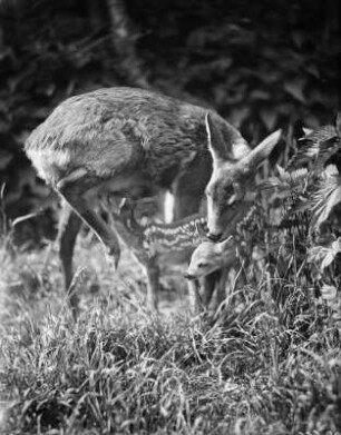 Rehe. Ricke mit Kitzen