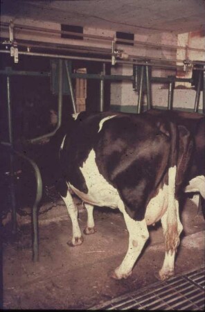 Fotografie: Milchviehhaltung, Stallsystem, Anbindestall, Kurzstand, Gitterrost, Rohrmelkanlage
