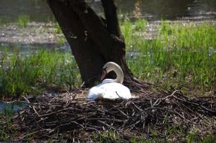 Ballenstedt - Im Schlosspark brütet ein Schwan : Brütender Schwan im denkmalgeschützen 29 Hektar großen Schlosspark von Ballenstedt, Sachsen-Anhalt, aufgenommen 2007