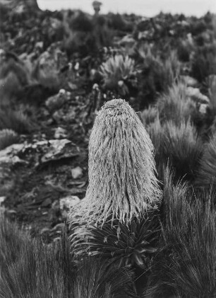 Lobelie : Blütenstand einer Lobelie im Mount-Kenya-Massiv