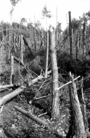 Baden-Baden: Autobahnkreuz; Sturmschäden im Kiefernwald bei Baden-Baden; Ausschnitte aus Wald