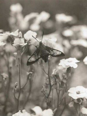 Hummelschwärmer (Hemaris fuciformia L.). Falter