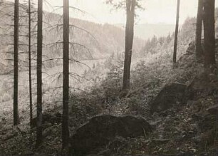 Vegetationsbild. Sächsische Schweiz. Ölsengrund bei Bad Gottleuba. Schluchtwald. Im Vordergrund Fichten, darunter die Vegetation des frühen Buschwaldes