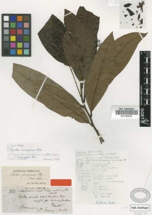 Ocotea imrayana Mez [type]