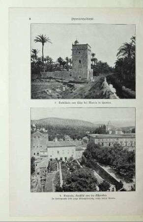 8. Dattelhain von Elche bei Murcia in Spanien