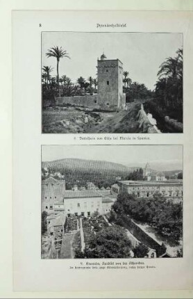 8. Dattelhain von Elche bei Murcia in Spanien
