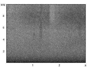 Nachtigallgrashüpfer | Chorthippus biguttulus - Stridulation