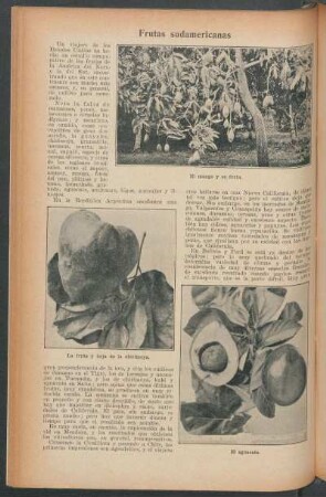 Frutas sudamericanas