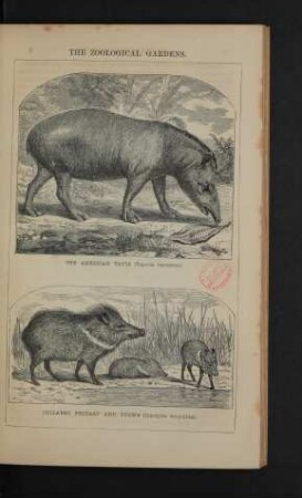 Tafel: The zoological gardens. [4]