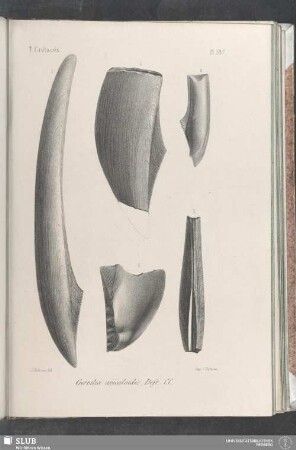 Pl. 397