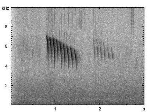 Blaumeise | Cyanistes caeruleus - Ruf
