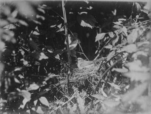Gartengrasmücke : Gartengrasmücke (Sylvia borin Bodd.) Weibchen, die Jungen hudernd