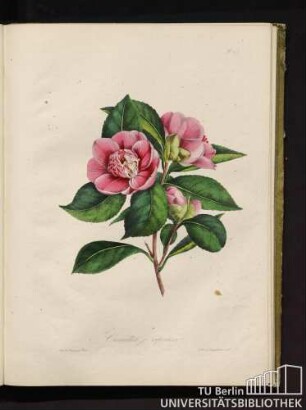 Camellia j. expansa