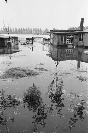 Hochwasser des Rheins.