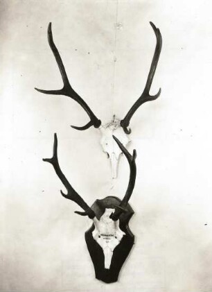 Rothirsch (Cervus elaphus). Geweihe. Abschüsse im Forst Olbernhua und Oberwiesenthal (beide 1934). Sächsische Jagdausstellung 1935