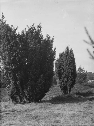 Lüneburger Heide : Lüneburger Heide. Flache Heidelandschaft mit Wacholder