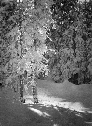 Winterbilder. Verschneites Waldstück im Sonnenlicht