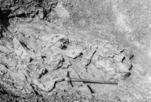 Grabungsbild : Aufnahme eines freigelegten Dinosaurierknochenfund