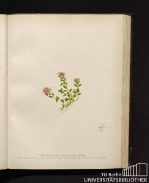 Thymus Serpyllum Linné. Thymian, Quendel, Kutelkraut.