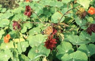 Falter auf Blumen
