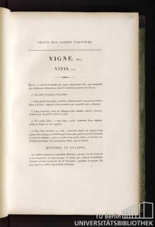 Vigne. Duh. Vitis. Lin.