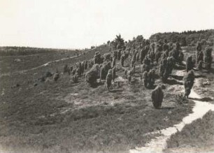 Lüneburger Heide. Wacholderbüsche im Totengrund