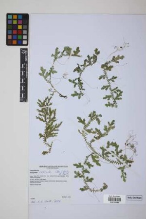 Selaginella sulcata (Desv.) Spring ex Mart.