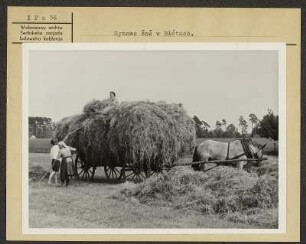 Heuernte in Gulben bei Kolkwitz im Spreewald. : Synowe žně w Błótach