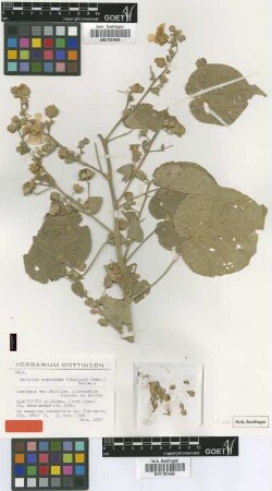 Abutilon intermedium Hochst. ex Garcke [isotype]