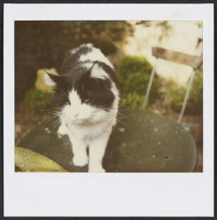 Frau Hoffmann, die Katze der Siebecks, in Puy-Saint Martin