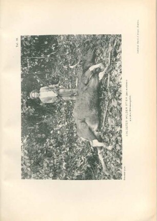 Taf. 81. Erlegter wilder Stier