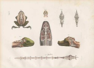 Das Nervensystem bei Reptilien und anderen Tierarten