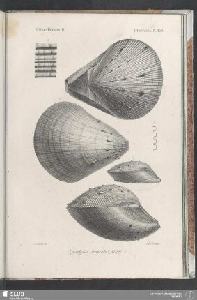 Pl. 459