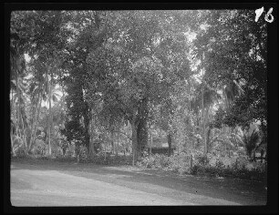 zwischen Colombo und Kandy (beide Sri Lanka): Urwald am Straßenrand