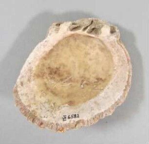 Muschelschale