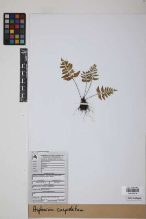 Asplenium cuspidatum Lam.