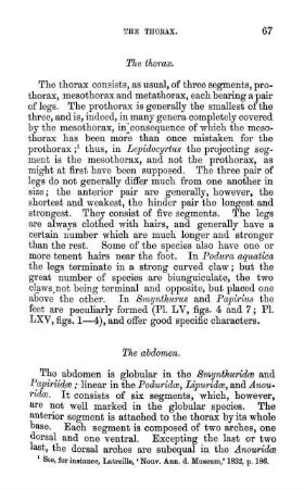 The thorax.