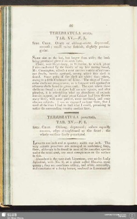 Terebratula punctata. Tab. XV. - F. 4
