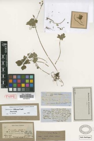 Ranunculus cubensis Griseb.